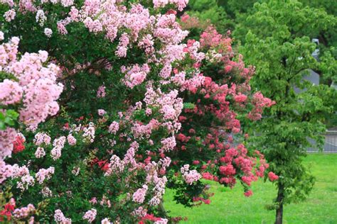 Crape Myrtle - Terry's Tree Service