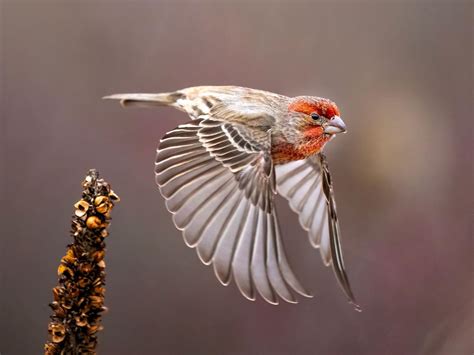 House Finch Nesting (Eggs, Location + Behavior) | Birdfact