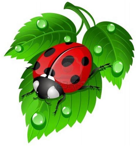 Cute ladybug! | Ladybug art, Painting, Ladybug