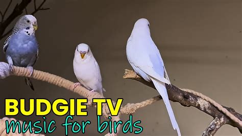 Budgie TV: Happy budgie sounds - YouTube