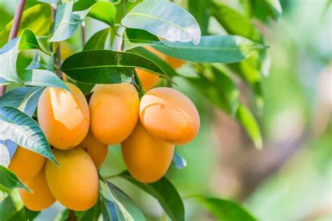 Australian Mango Varieties - Type of Mangoes | Lawn.com.au