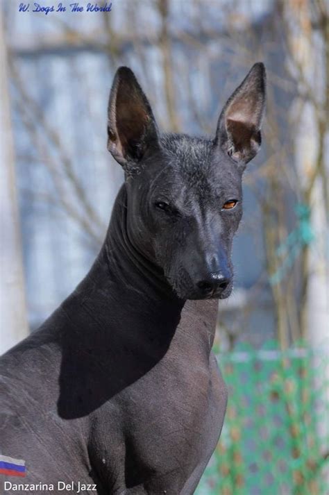 Xolo, the dog breed with an Anubis vibe | Dog breeds, Hairless dog, Mexican hairless dog