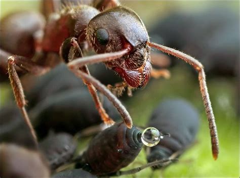 Aphids And Ants Symbiotic Relationship