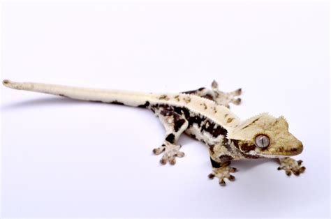 Albino Crested Gecko