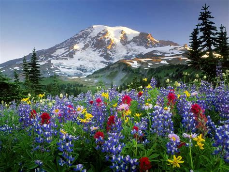 Wildflowers of the Canadian Rocky Mountains 😍 | Paisajes flores, Fotos de paisajes, Paisajes ...