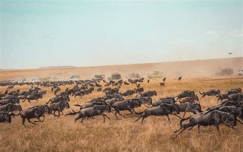 Everything you need to know about The Great Wildebeest Migration