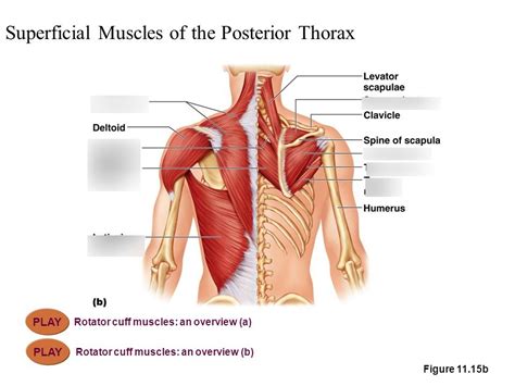 Anatomy Exam Posterior Thoracic Muscles Muscles That Move The | The ...