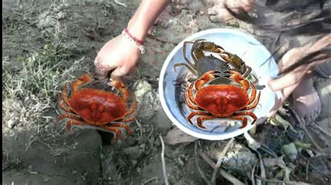 Amazing Video. Kakra(crab) Ep -120 [SM Fishing ] - YouTube