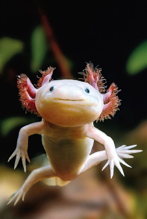 Pin von Vanessa Frederick auf Character inspo | Axolotl, Ausgestopftes tier, Unterwasser tiere