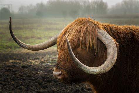 Free stock photo of bull, horns