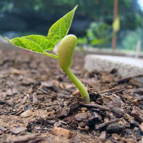 Kindergarten Lesson Look at It Grow Part 2-Tracking the Growth of Bean Seeds