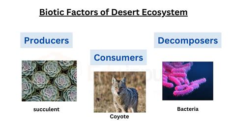 Biotic And Abiotic Factors Of Desert Ecosystem