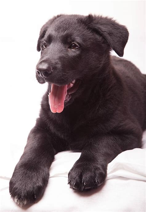 Droll Black Labrador Retriever Shepherd Mix - l2sanpiero