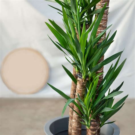 Yucca Plant (Adam's Needle): Care & Growing Guide