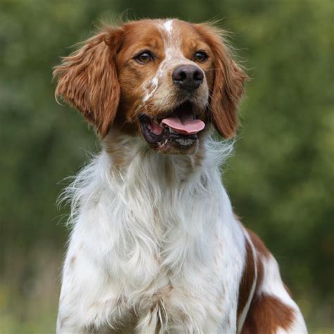 El spaniel bretón, una raza de perro vital, de buen carácter y muy ...