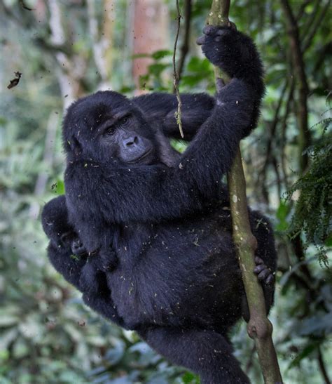 Uganda Rwanda Congo Gorilla Trekking Best Gorilla Trek Africa