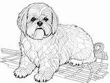 Shih Tzu Adult Coloring Activity  Page sketch template