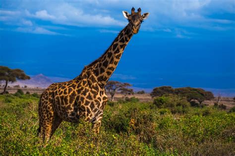 Giraffe in Africa Safari Royalty-Free Stock Photo