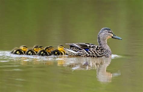 Breeding Ducks Down Slightly, but Overall Populations Good - Realtree Camo