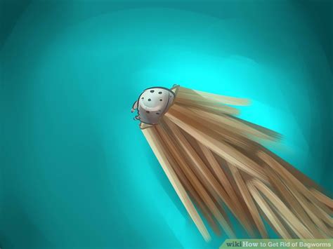 How to Get Rid of Bagworms: 14 Steps (with Pictures) - wikiHow