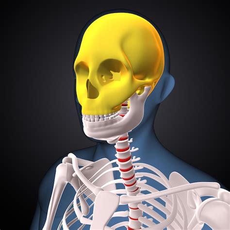 Premium Photo | Human skeleton knee joint bone anatomy 3d illustration