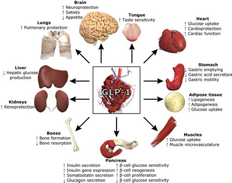 GLP-1 – GLP-1 Support Formula