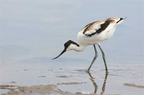 Avocet | Bird Identification Guide | Bird Spot