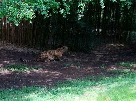 Cheetah @ Fort Worth Zoo | Fort worth zoo, Animals, Zoo