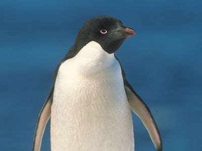 Adélie penguin | Description, Habitat, & Facts | Britannica