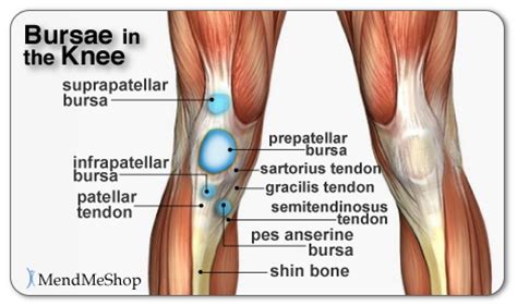 Ultrasound-Guided versus Unguided Pes Anserine Bursa Injections - The Pain Source - Makes ...