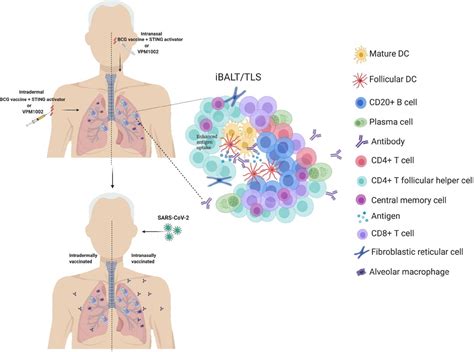 BCG vaccine and COVID-19: implications for infection prophylaxis and ...