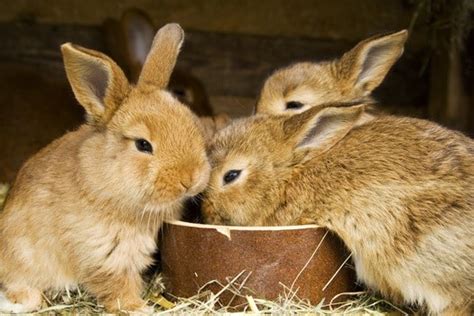 What to Feed Baby Rabbits — Rabbit Care Tips