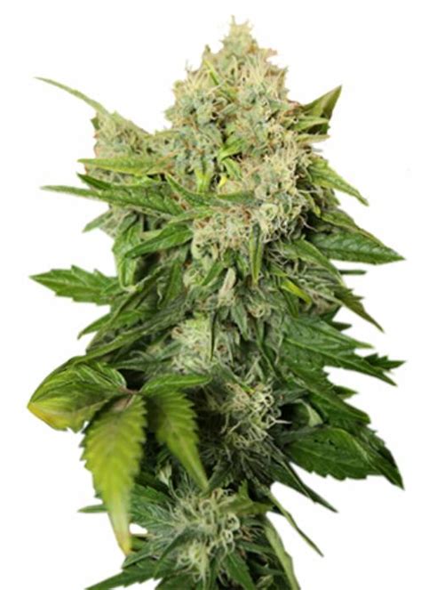 Snowcap Strain Info / Snowcap Weed By Growers Choice Seeds - GrowDiaries