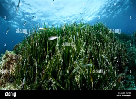 Posidonia oceánica hi-res stock photography and images - Alamy