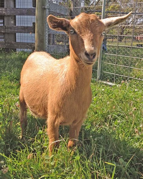 Miniature Goats | For Sale VIC: Western Districts