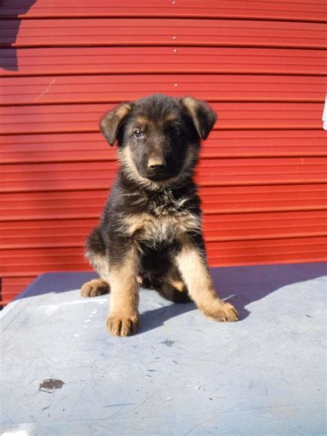 German Shepherd Puppy For Sale Near Me