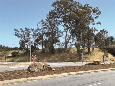 Landscaping project transforms an eyesore median on Woodside Road - Redwood City Pulse