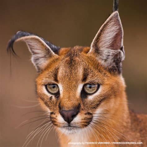 Caracal Big Floppa Cat Breed