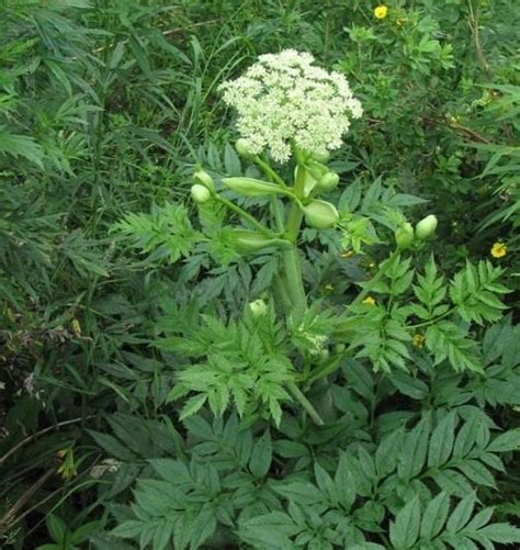 Angelica sinensis - Alchetron, The Free Social Encyclopedia