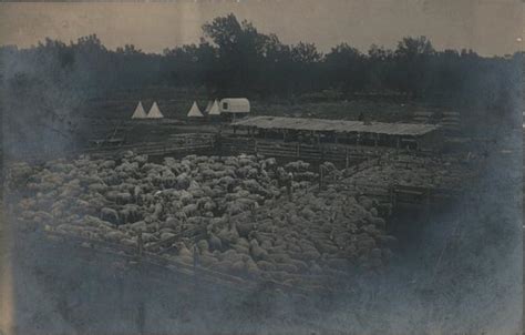 Sheep Shearing Camp Newcastle, WY Postcard