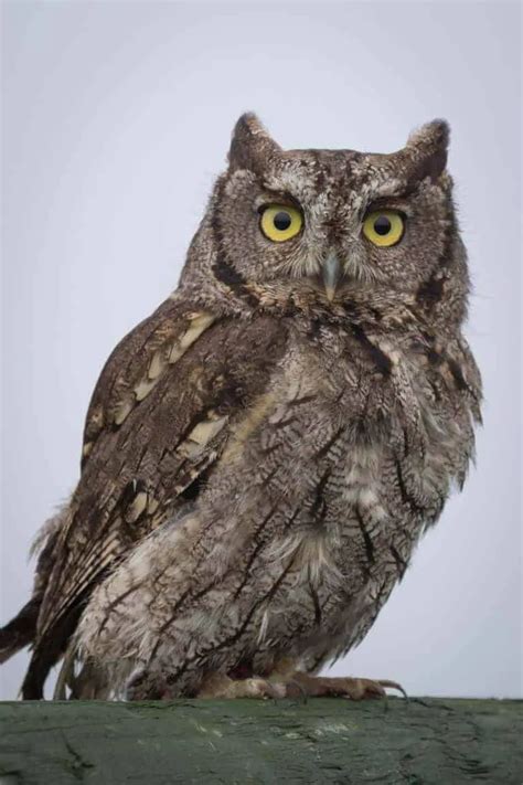 Owls in Colorado (13 Species with Pictures) - Wild Bird World