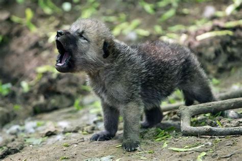 Aww!! Baby Wolf Howling! | Love Wolves | Pinterest | Game of, Vienna ...