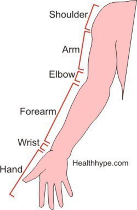 🆚What is the difference between "forearm" and "arm" ? "forearm" vs "arm" ? | HiNative