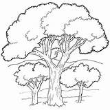 Elm Tree Coloring Pages At GetColoringscom  Free Printable Colorings sketch template