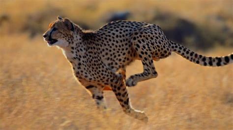 beauty, Cute, Amazing, Animal, Wild, Animal, Cheetah, Running, In ...