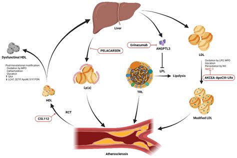 Biomedicines | Free Full-Text | Lipids and Lipoproteins in Health and ...