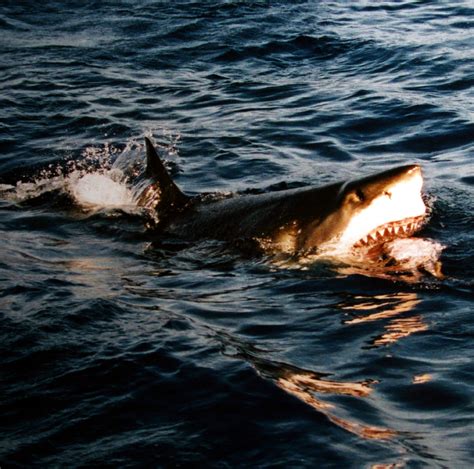 File:Surfacing great white shark.jpg - Wikipedia, the free encyclopedia