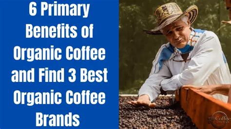 6 Organic Coffee Benefits – Find The 3 Best Organic Coffee Brands ...