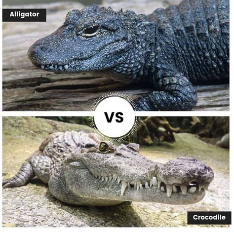 Alligator vs crocodile, what's the difference? Well you've come to ...