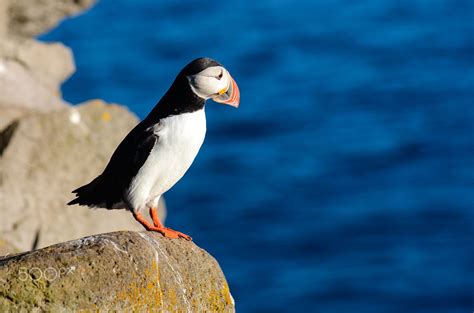 Icelandic Puffin | Puffin, Iceland, Animals